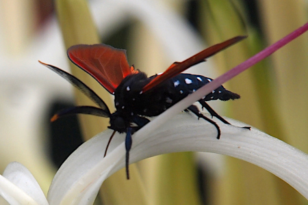 [This is a side view of the moth. The white dots on the body are more visible in this image. Only one red wing can be seen, but from this view the black outer edges of it are visible. The yellow tips of the feathery antenna are more evident because of the contrast color of the background behind them.]